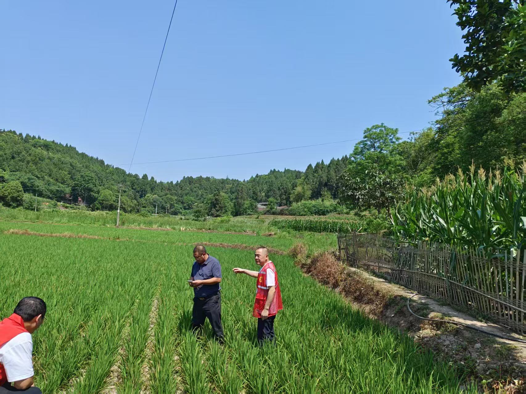 蓬溪縣常樂鎮 雙線作戰穩農業 多措并舉護民生
